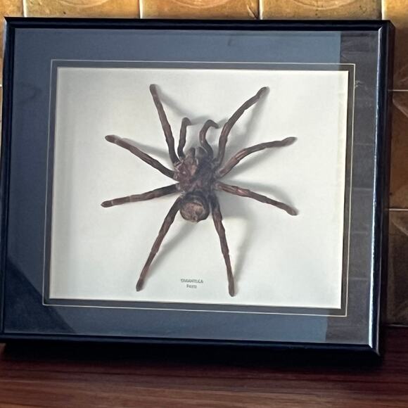 Large Peruvian Striped Tarantula in Display Frame